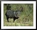 Collared Peccary(Javelina), Tayassu Tajacu, Texas Framed Art Poster Print by Alan And...