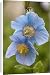 Canvas Prints of A Himalayan blue poppy from Ardea Wildlife Pets