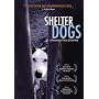 SHELTER DOGS