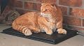 K&H Outdoor Heated Kitty Pad