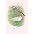 Java Sparrow 24x36 Giclee