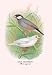Java Sparrow 24x36 Giclee