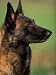 Belgian Malinois / Shepherd Dog Profile Portrait Animals Photographic Poster Print by Adriano Bacchella, 9x12
