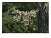 Close View of Cabbage Lungwort Lichens Hanging from a Tree Branch, Botanical Photography Photographic Poster Print by Stephen Sharnoff, 24x18