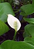 Water Arum -Wild Calla palustris Lily 10 Seeds- Aquatic
