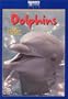 Dolphins - The Ultimate Guide