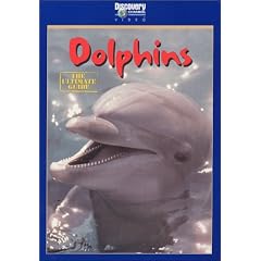 Dolphins - The Ultimate Guide