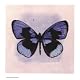 Deep Azure Butterfly Decorative Art Poster Print by Consuelo Gamboa, 7x7
