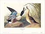 Shoveller Duck Art Poster Print by John James Audubon, 30x23