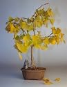 Bonsai Boy's Ginkgo Bonsai Tree<br><i>(ginkgo Biloba)</i>