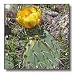 Costal Prickly Pear Cactus flower.(Opuntia littoralis).Crystal Cove State Park, California - 10x10 Wall Clock