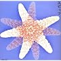 �X�s�b�c
