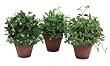 Pack of 6 Garden Getaway Potted Ivy, Boxwood and Bamboo Silk Plants 8"