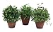 Pack of 6 Garden Getaway Potted Ivy, Boxwood and Bamboo Silk Plants 8"