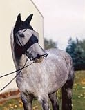 Cashel Quiet Ride Fly Mask Long Nose