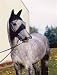 Sporting Goods : Cashel Quiet Ride Fly Mask Long Nose