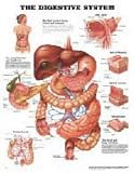 The The Digestive System Anatomical Chart