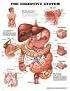 The The Digestive System Anatomical Chart
