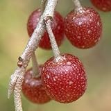 Eigenschaften tropical.garden  / Korallen Ölweide - Elaeagnus umbellata 10K