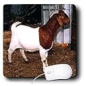 Farm Animals - Boer Doe Goat - Mouse Pads