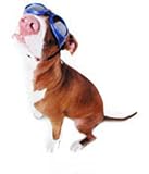 ILS DOGGLES MEDIUM NEON YELLOW SMOKE