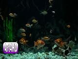 Goldfish Aquarium Screensaver Art4HD Video Art Volume 1