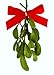 ALLO Botanicals Real Natural Mistletoe - One Fresh Cut Sprig with Bow