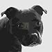 Staffordshire Bull - Emily Burrowes Art Print Poster 12 x 12 Image