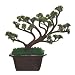 Fiber Optic Bonsai Light