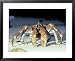 Robber Crab, Birgus Iatro Christmas Island Indian Ocean Framed Photographic Poster Print by Jan Aldenhoven, 31x25