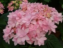 Hydrangea macrophylla Forever & Ever Double Pink