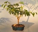 Bonsai Boy's Flowering Dwarf Pink Powderpuff Bonsai<br><i>(calliandra schultzei 'rose cascade')</i>