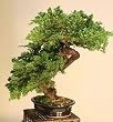 Preserved Windswept Bonsai