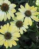Amazon / Hirt's: Big Sky Sunrise Coneflower Perennial - Echinacea