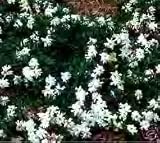 Gardenia - Dwarf Radican Quart