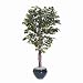 Artificial Ficus Tree, 6-ft. Overall Height