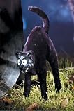 412PPoipaJL. SL160  Black Cat