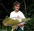 Giant Taxidermy Hammerhead Shark Fiberglass Wall Mount