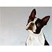 25 Pack Boston Terrier Note Cards by Dick Larsen