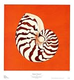 Cayman Treasure I Categories Art Poster Print by Judy Shelby, 20x22