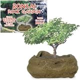 Grow Your Own Bonsai Rock Garden