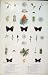 Butterfly Insects Worm Larva Brown Hairstreak Green