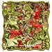 Scarlet Sage (Salvia coccinea) Jumbo Wildflower Seed Packet (1000)