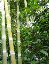 Riesenbambus - Phyllostachys heterocycla pub. - Samen