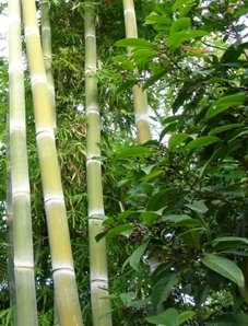 Riesenbambus - Phyllostachys heterocycla pub. - Samen