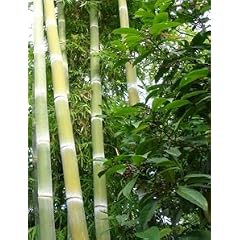 Riesenbambus - Phyllostachys heterocycla pub. - Samen
