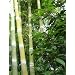 Riesenbambus - Phyllostachys heterocycla pub. - Samen