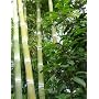 Riesenbambus - Phyllostachys heterocycla pub. - Sa&hellip von tropical.garden