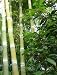Riesenbambus - Phyllostachys heterocycla pub. - Samen