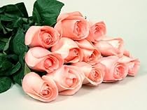 150 Long Stemmed Premium Pink Roses